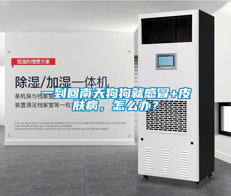 一到回南天狗狗就感冒+皮膚病,怎么辦?
